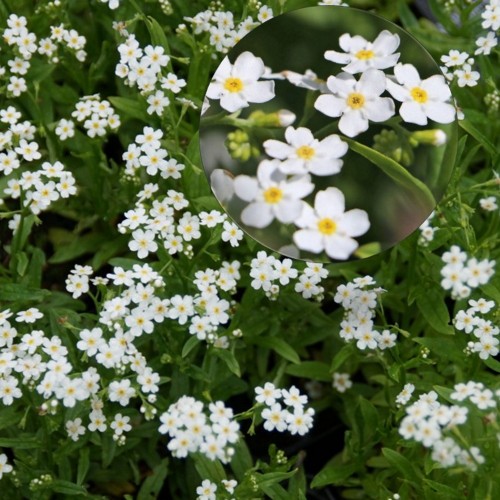 Myosotis palustris 'Ice Pearl' - Soo-lõosilm 'Ice Pearl' C1,5/1,5L